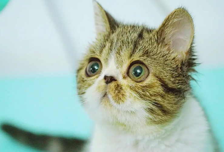 猫为什么喜欢踩枕头？这里的答案超全！