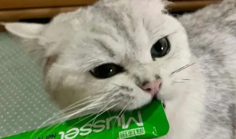 猫咪一天吃多少猫条