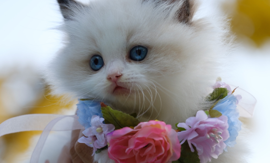 猫可以喝奶茶吗？关于真相都在这了