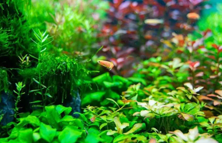 鱼缸水草怎么选择