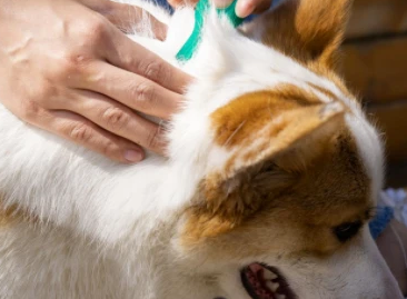 一个月的幼犬可以体外驱虫吗