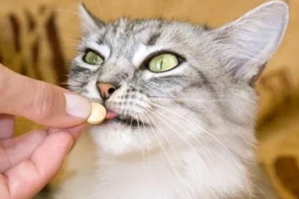 猫咪驱虫可以体内外一起驱虫吗