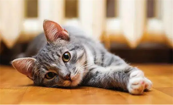 猫为什么好奇心强烈？原因有这几种