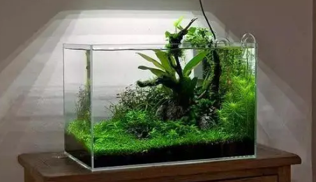 鱼缸养什么水草最好
