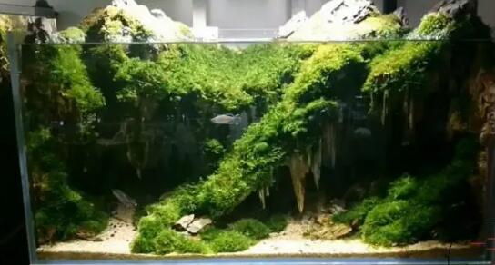 鱼缸适合养什么水草