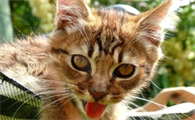 猫中暑了没力气怎么办？赶紧学起来！