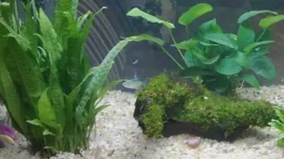 鱼缸水草能过冬吗