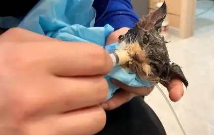 洗去猫咪满身的胶水,可谁又能安抚它受伤的心 洗去猫咪满身的胶水,可谁又能安抚它受伤的心