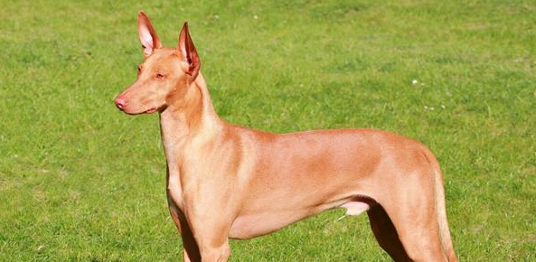 法老王猎犬夏天怎么照顾?我们应该做些什么? 法老王猎犬夏天怎么照顾?我们应该做些什么?