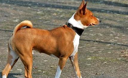 巴仙吉犬价格多少？可以来看看！
