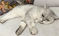 猫拉稀能吃猫条吗