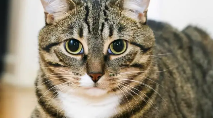 狸花猫是宠物猫吗？养狸花猫怎么样？