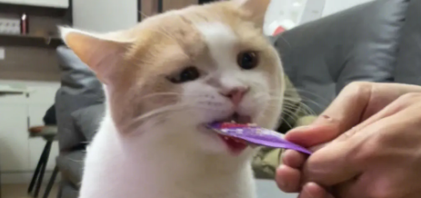 猫喜欢吃猫条吗