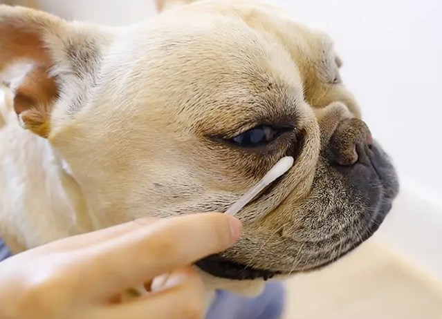 犬猫眼药水要多少钱 犬猫眼药水要多少钱