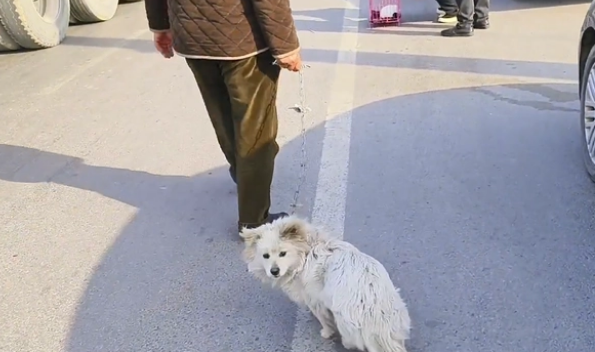 小狗落入狡猾狗贩手中,还依依不舍 小狗落入狡猾狗贩手中,还依依不舍