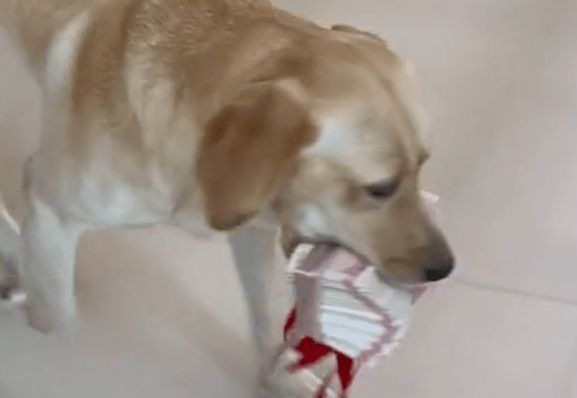 羡慕！狗子过年收2万大红包，主人看了好眼红：零头都比不过