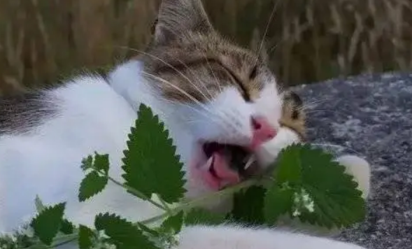 什么含猫草比较多 什么含猫草比较多