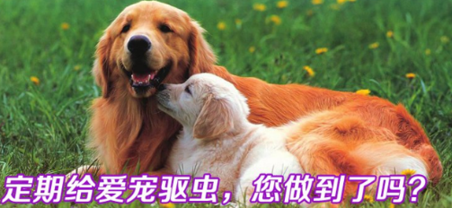 哺乳期间的狗狗可以体外驱虫吗 哺乳期间的狗狗可以体外驱虫吗