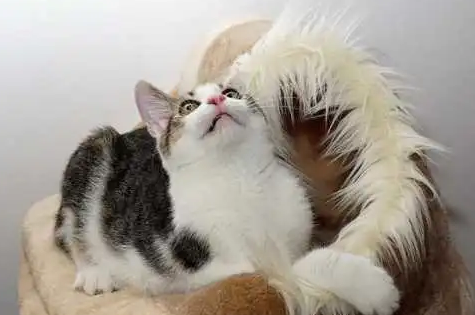 猫很贱越养越讨厌 猫很贱越养越讨厌