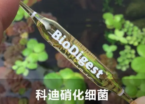 便宜的硝化细菌能用吗 便宜的硝化细菌能用吗