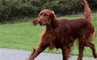 爱尔兰雪达犬饲养需要什么?速速来get
