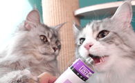 猫草还是化毛膏好