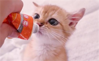 猫咪营养膏哪个牌子比较好