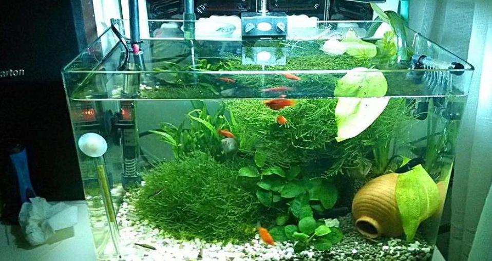 鱼缸开缸怎么养水