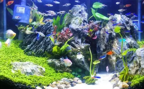 凤尾鱼缸里放什么水草