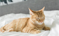 猫为什么全身发抖还叫？饲养须知~