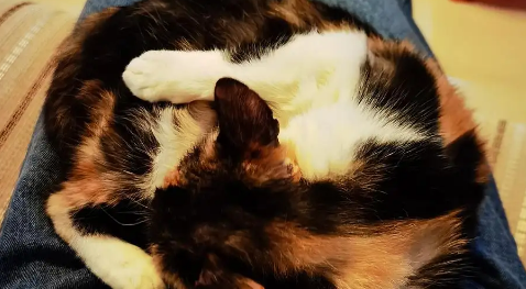 梦魇边缘的黄色警示，解析梦中黄色猫咬住腋下之谜