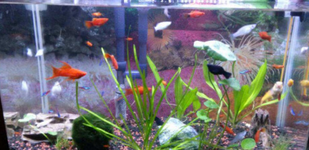 如何改变鱼缸水质