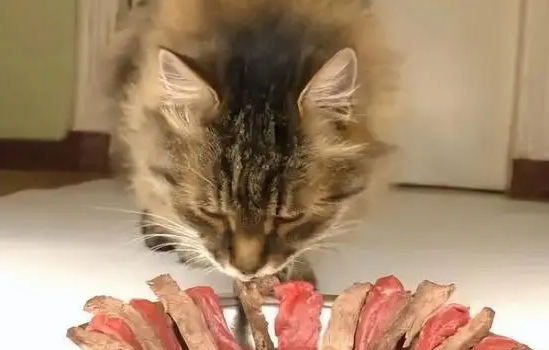 给猫吃生肉要怎么处理?有人知道吗? 给猫吃生肉要怎么处理?有人知道吗?