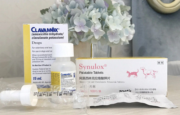 宠物肠胃消炎药