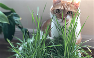 猫草的作用