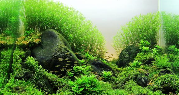 鱼缸造景用什么水草好