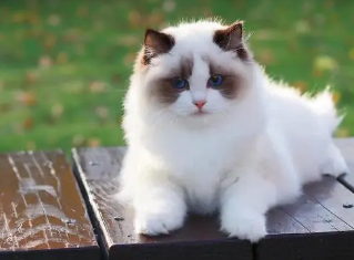 一文详解布偶猫养公还是母的好！