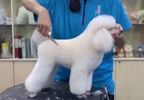 宠物美容培训学校