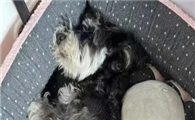 雪纳瑞可以拔毛吗?来看看