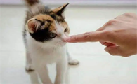 对猫最有效的惩罚猫