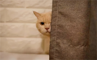 猫为什么喜欢晚上一直盯着主人看?不知道的快看