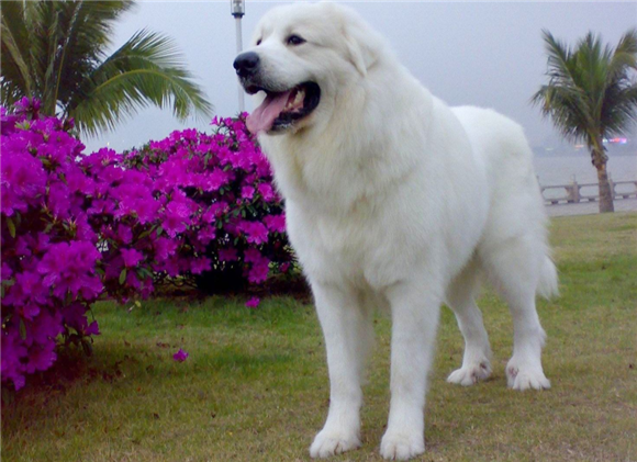 大白熊犬的价格是多少,一般需要这么多 大白熊犬的价格是多少,一般需要这么多