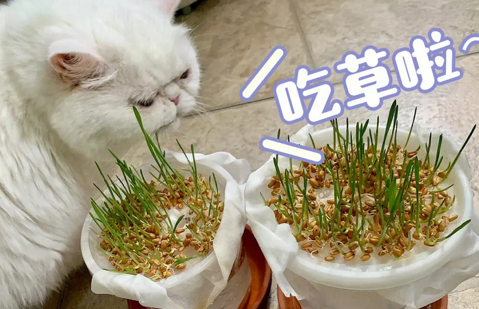 如何给猫喂猫草