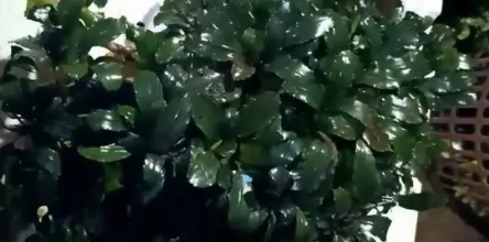 鱼缸放什么水草好