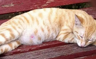 猫知识小课堂：猫怀孕会吐吗？