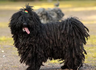 波利犬毛发怎么护理?这里有答案 波利犬毛发怎么护理?这里有答案
