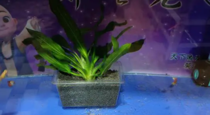 小鱼缸怎么种植水草