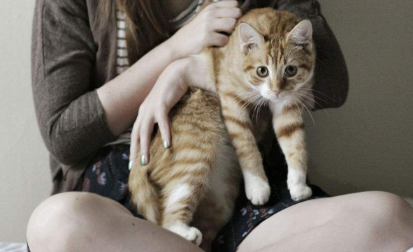 猫是亲人转世回来看你