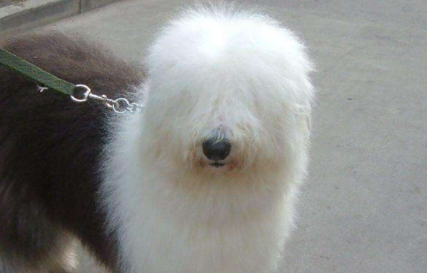 古牧幼犬价格大概多少钱一只?速来了解一下 古牧幼犬价格大概多少钱一只?速来了解一下