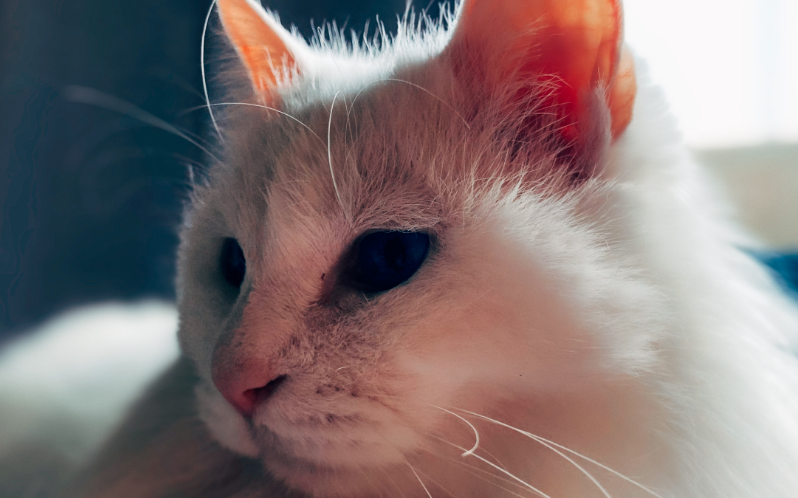 柴犬老丸子的猫是什么猫